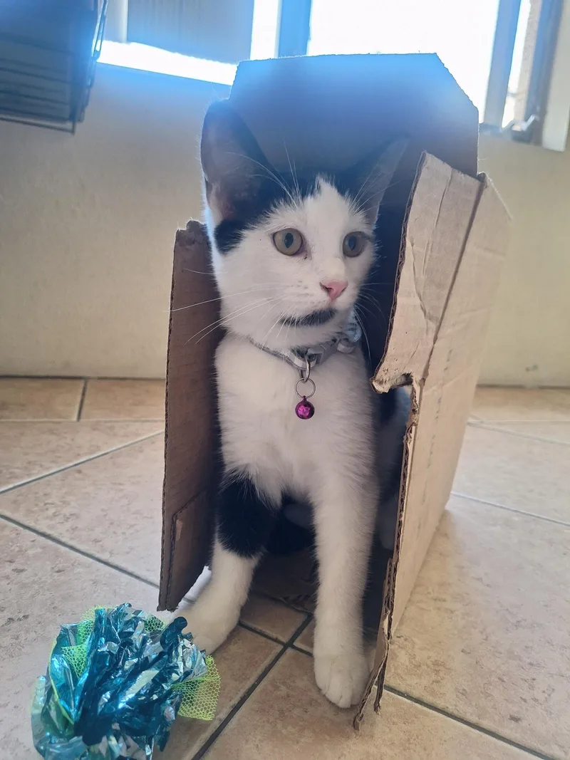 A young small-sized female Domestic Short Hair cat named Penny for adoption in Long Beach, CA