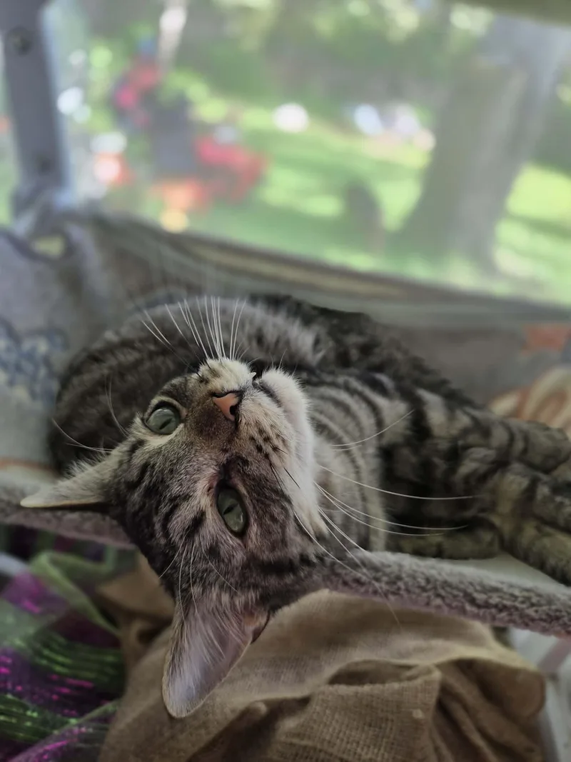 A young medium-sized male Tabby (Brown / Chocolate) Domestic Short Hair cat named Spencer for adoption in Crystal River, FL