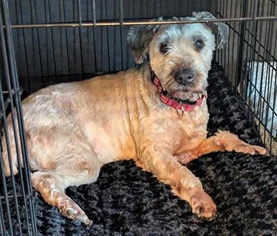 A senior medium-sized female White / Cream Wheaten Terrier dog named Sophie  Bonded Pair for adoption in Miamisburg, OH