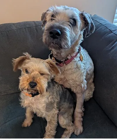 Sophie  Bonded Pair thumbnail 4