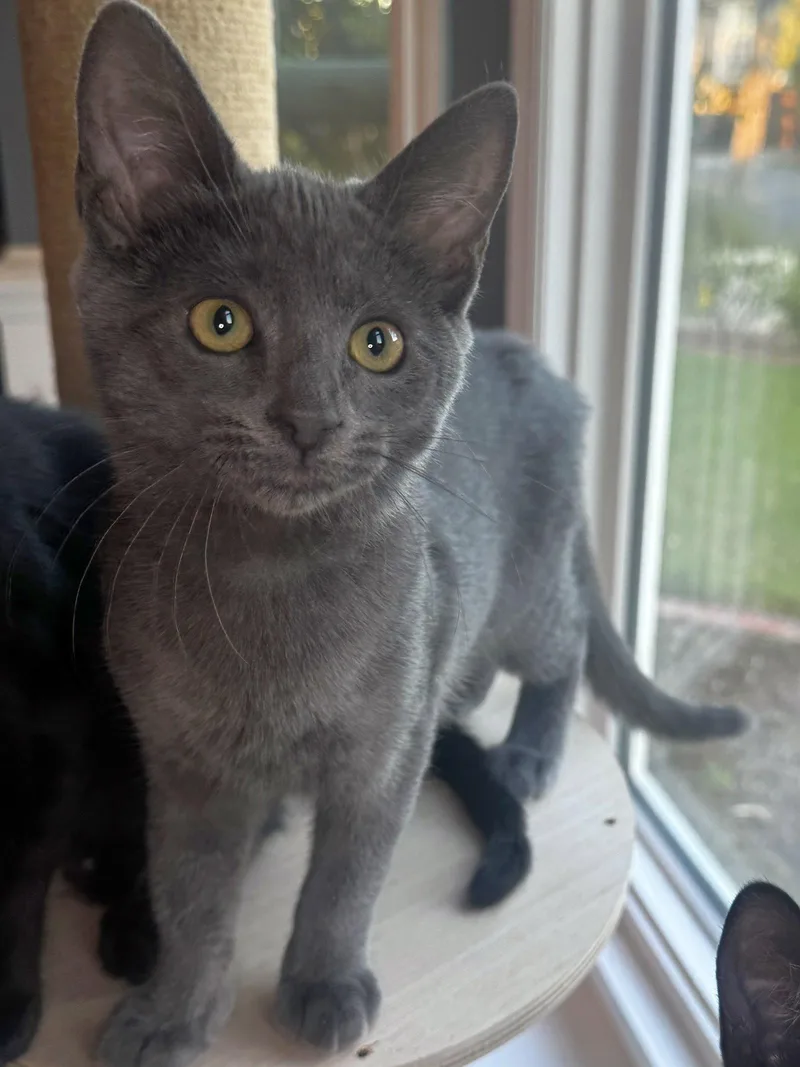 A baby medium-sized female Gray / Blue / Silver Domestic Short Hair cat named Dahlia for adoption in Seal Beach, CA