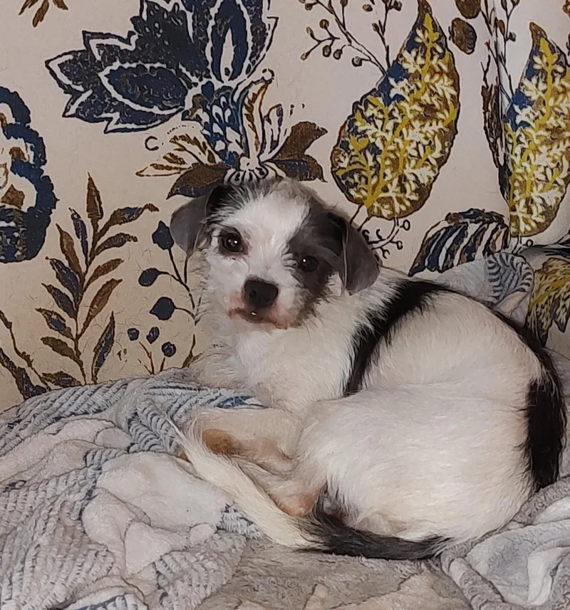 An adult small-sized female Terrier dog named Pip for adoption in Grafton, WI