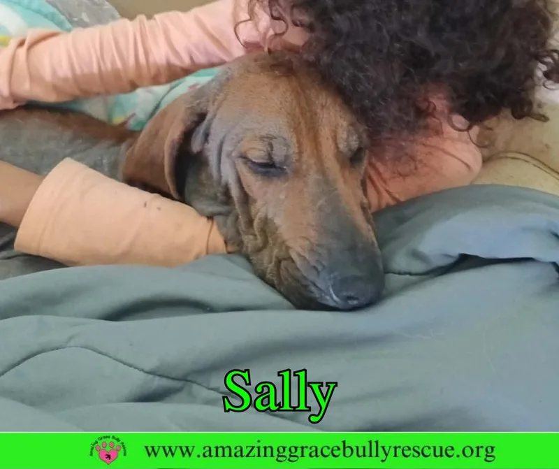 An adult large-sized female Redbone Coonhound dog named Sally for adoption in Pensacola, FL
