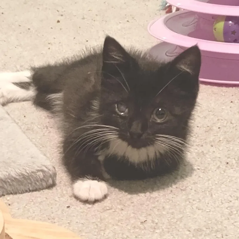 A baby small-sized female Black Domestic Short Hair cat named Rosalina for adoption in Dearborn, MI