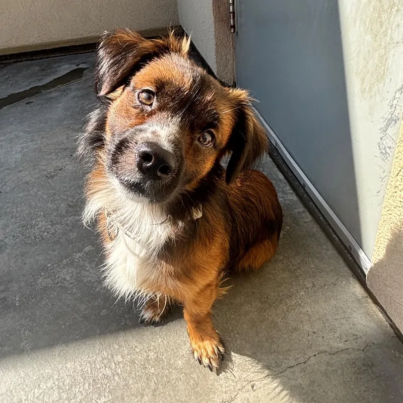 An adult small-sized male Cardigan Welsh Corgi dog named Fireball for adoption in Parkersburg, WV