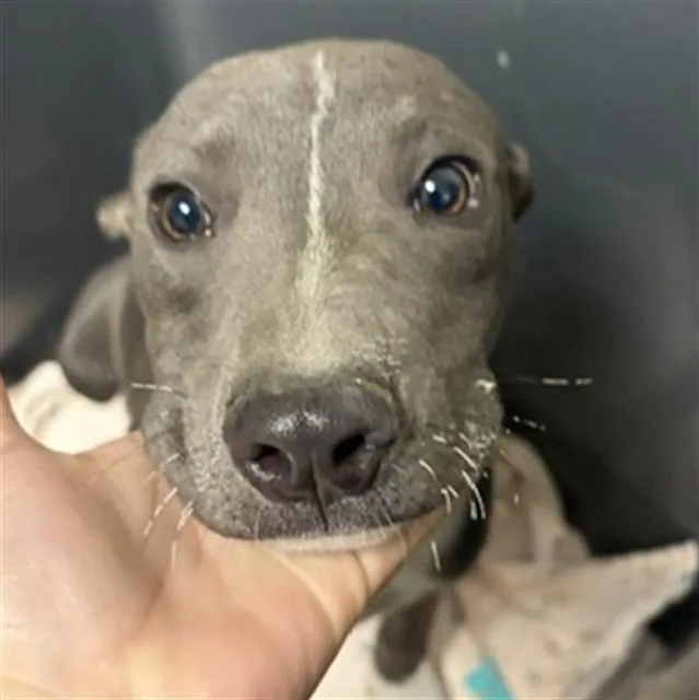A young small-sized male Pit Bull Terrier dog named Hershey for adoption in Bakersfield, CA