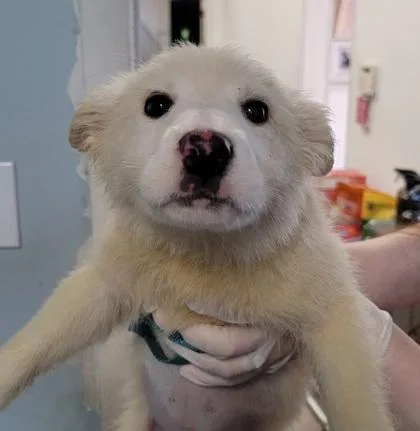 A baby medium-sized female Mixed Breed dog named Hafsa for adoption in West Chester, PA