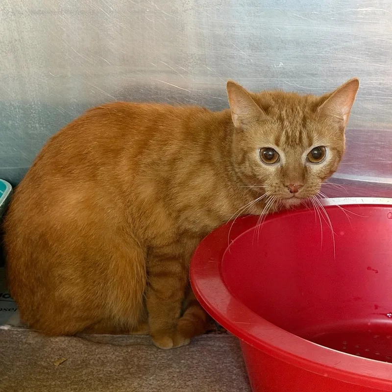 An adult medium-sized male Tabby (Orange / Red) Domestic Short Hair cat named Chutney for adoption in Columbus, OH