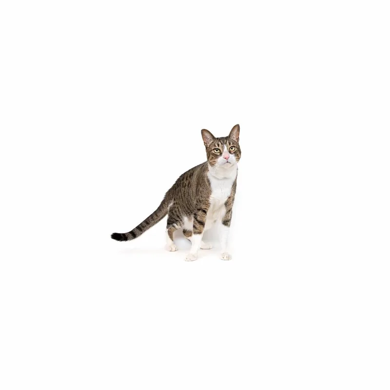 An adult medium-sized male Brown / Chocolate Domestic Short Hair cat named Tommy for adoption in Playa Vista, CA
