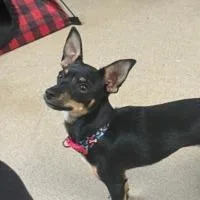 A young medium-sized female Black Chihuahua dog named CT Lady for adoption in Stormville, NY