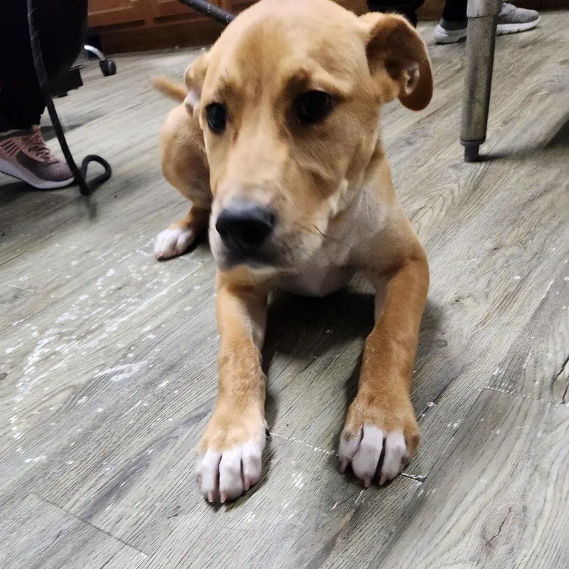 A baby medium-sized male Yellow / Tan / Blond / Fawn Mixed Breed dog named Turtle for adoption in Summerville, SC