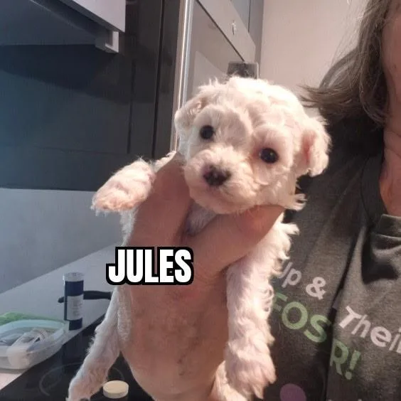 Jules