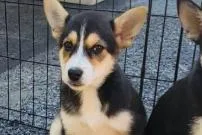 A baby medium-sized female Mixed Breed dog named Holga for adoption in West Chester, PA