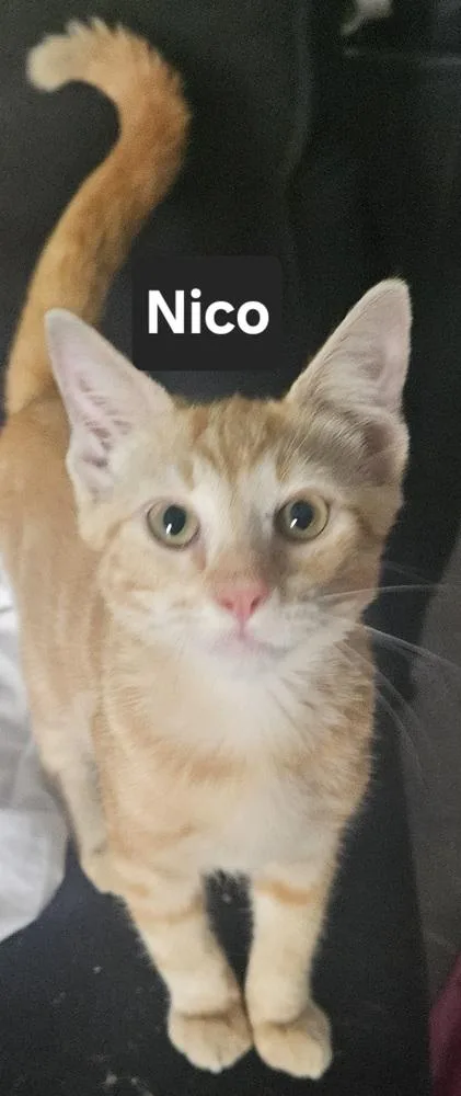 A baby small-sized male Tabby (Orange / Red) Domestic Short Hair cat named Nico for adoption in Wilson, NC