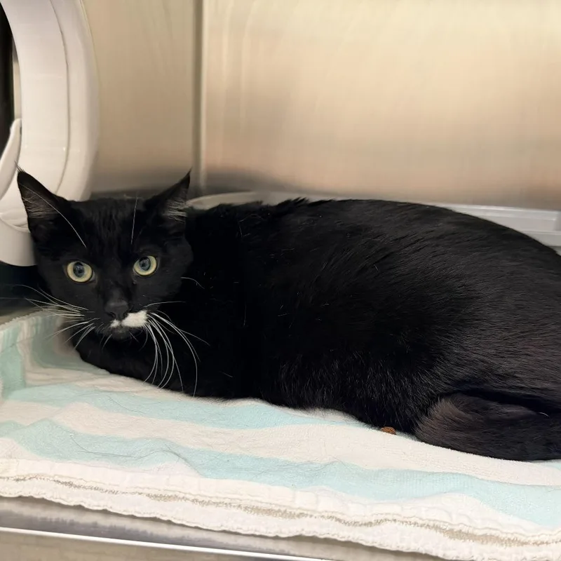 An adult extra large-sized male Black Domestic Short Hair cat named Oreo for adoption in Warrensburg, MO