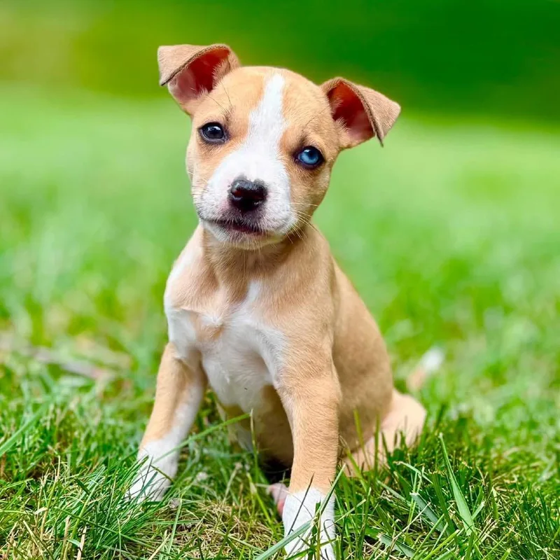 A baby medium-sized female Yellow / Tan / Blond / Fawn Mixed Breed dog named Bandicoot for adoption in Washington Township, OH