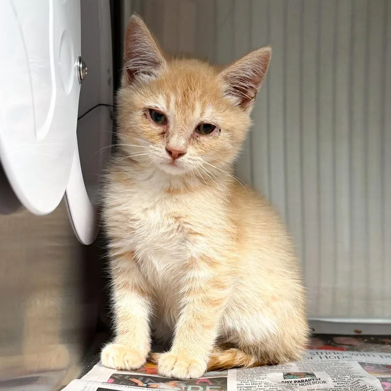A baby small-sized male Buff / Tan / Fawn Domestic Short Hair cat named Rito for adoption in Kennebunk, ME