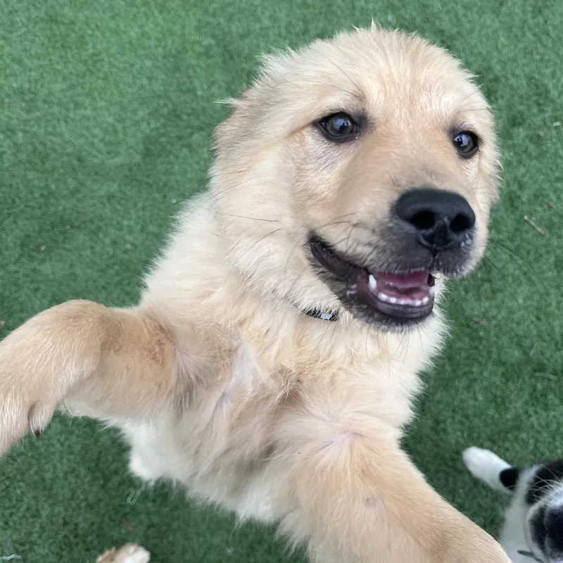 A baby large-sized male Yellow / Tan / Blond / Fawn Great Pyrenees dog named Skipper for adoption in La Grange, KY