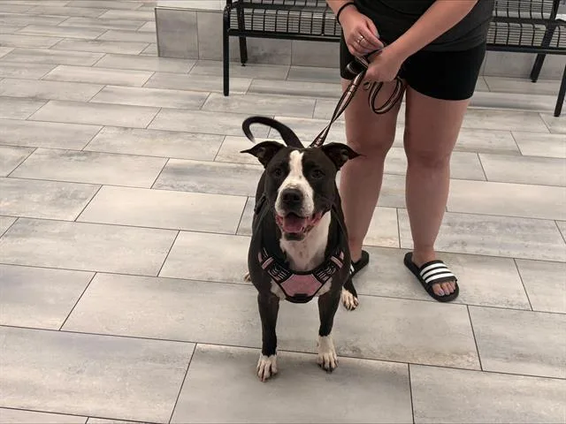 An adult large-sized female Pit Bull Terrier dog named Zoey for adoption in Charlotte, NC