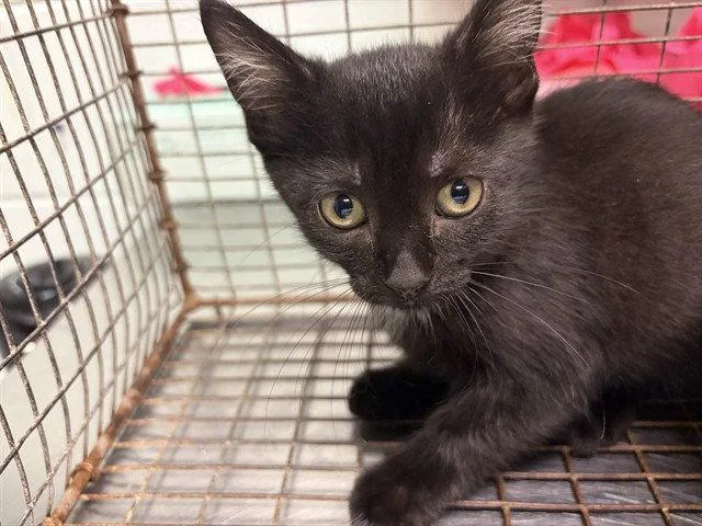 A baby small-sized female Black Domestic Short Hair cat named Valerie for adoption in Tavares, FL