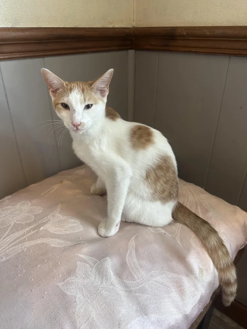 A young small-sized male Orange & White Domestic Short Hair cat named Rolfe for adoption in Frostproof, FL
