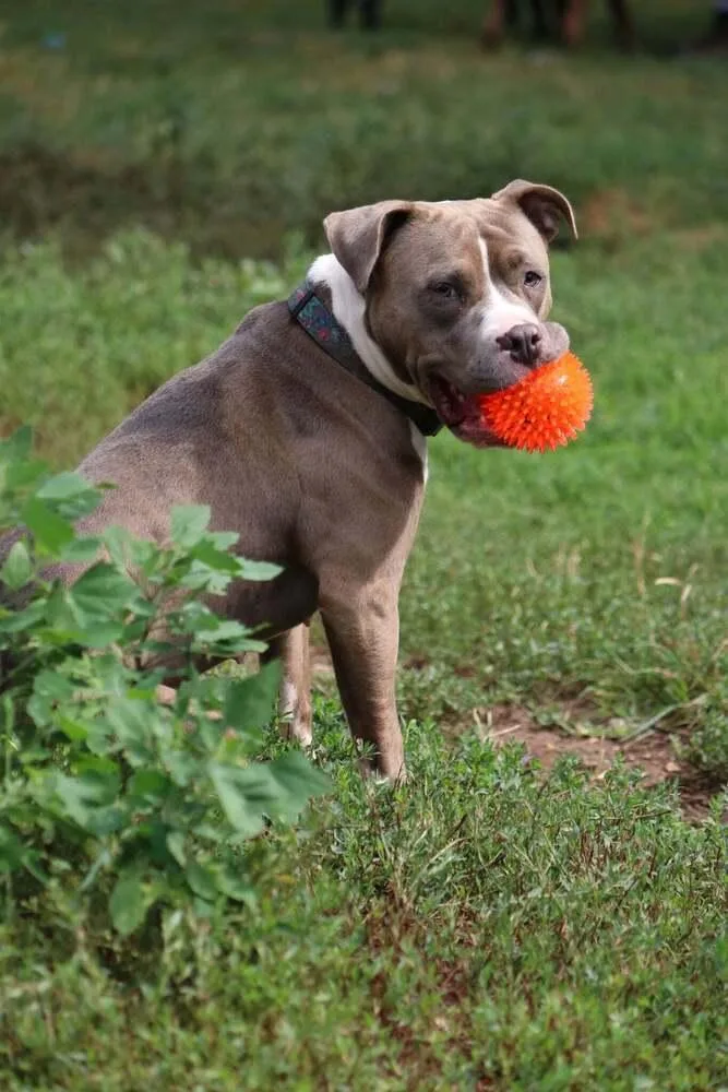 An adult medium-sized female American Staffordshire Terrier dog named Isis for adoption in Grand Rapids, MI