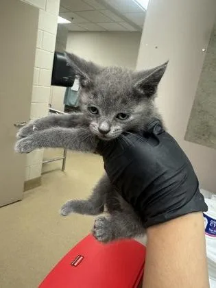 A baby small-sized female Domestic Short Hair cat named Lynx for adoption in Farmers Branch, TX