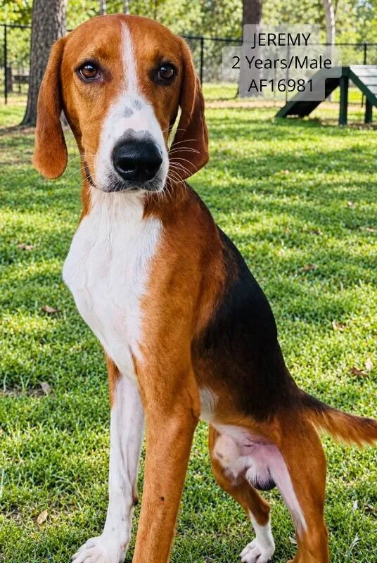 An adult medium-sized male Treeing Walker Coonhound dog named Jeremy for adoption in Supply, NC