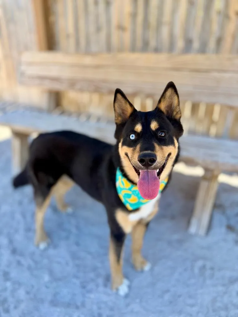 An adult medium-sized male Husky dog named Tony for adoption in Muskegon, MI