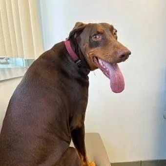 An adult large-sized female Red / Chestnut / Orange Doberman Pinscher dog named Lucy for adoption in Sandown, NH