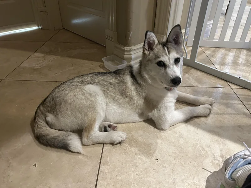Pippa Aka Chicken