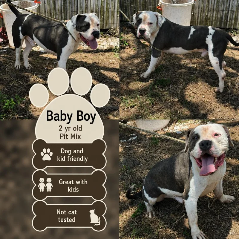 An adult large-sized male White / Cream Pit Bull Terrier dog named Baby Boy for adoption in Anahuac, TX