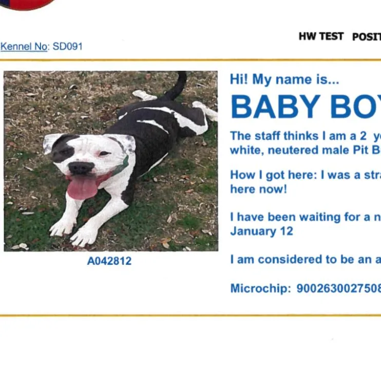 Baby Boy thumbnail 2