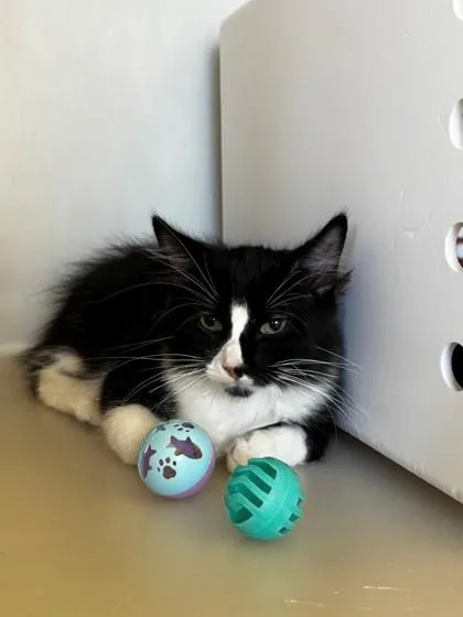 A young medium-sized male Domestic Medium Hair cat named Chai for adoption in Kalispell, MT