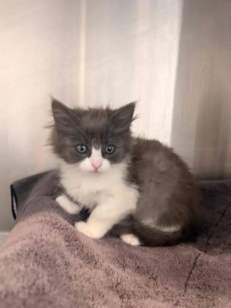 A baby medium-sized female Domestic Medium Hair cat named R Bayou for adoption in Ashland, WI