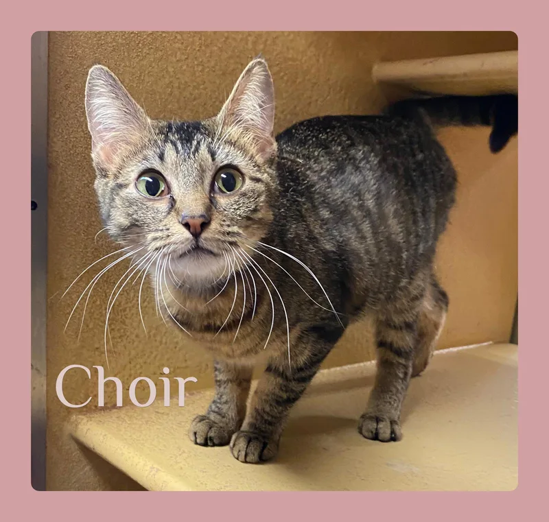 A baby medium-sized female Tabby (Brown / Chocolate) Tabby cat named Choir for adoption in Lawton, OK