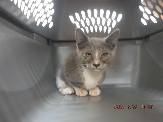 A baby small-sized female Domestic Short Hair cat named Sasha for adoption in Oroville, CA