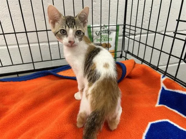 A baby medium-sized female Domestic Short Hair cat named Parrot for adoption in Ocala, FL