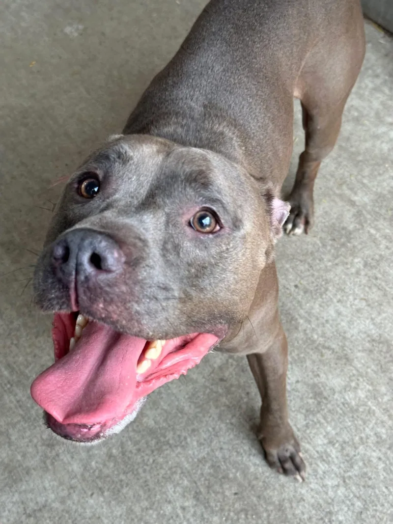 An adult medium-sized male Gray / Blue / Silver Pit Bull Terrier dog named Sharky for adoption in Chicago, IL