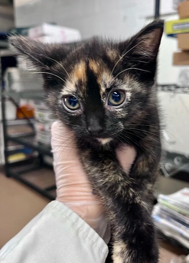 A baby medium-sized female Domestic Short Hair cat named Clary Sage for adoption in Cincinnati, OH