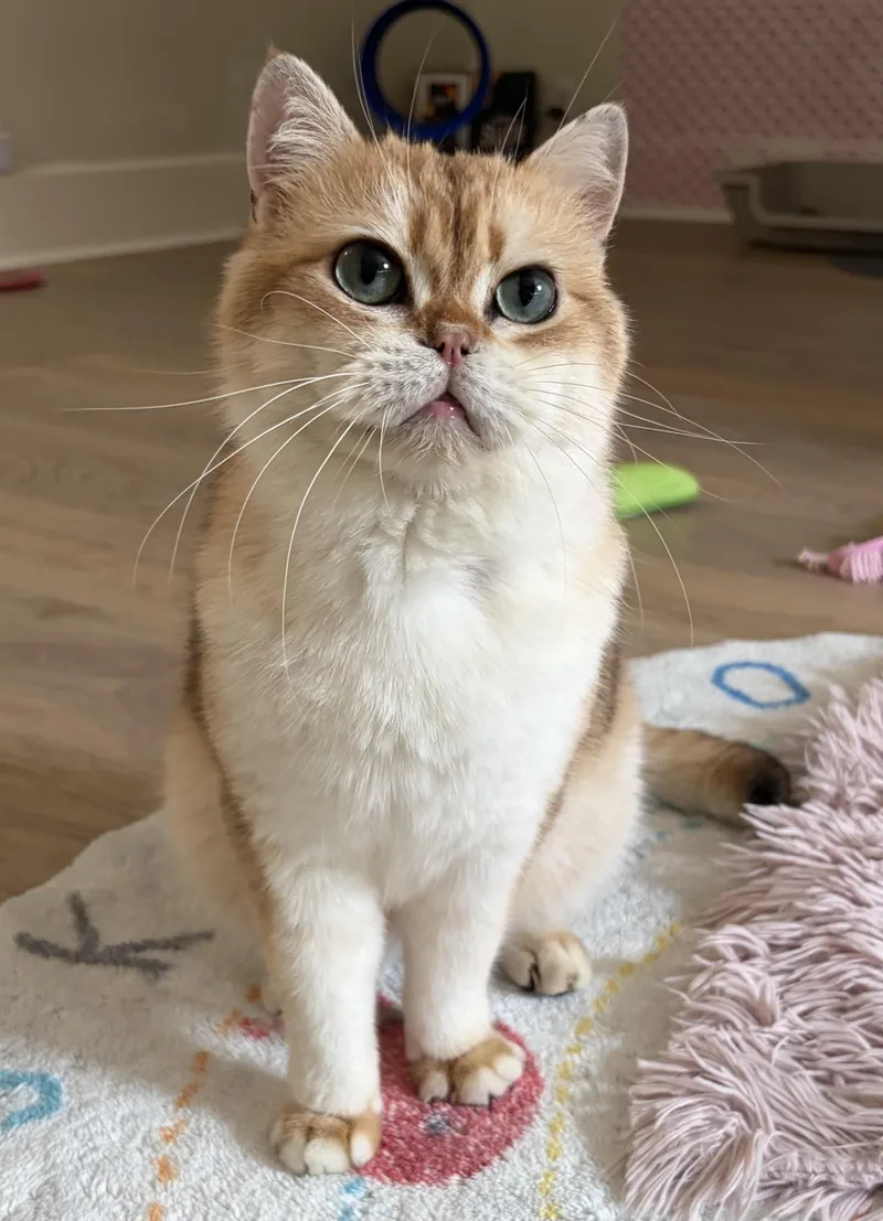 A young large-sized male Flame Point British Shorthair cat named Nigel for adoption in Montclair, NJ