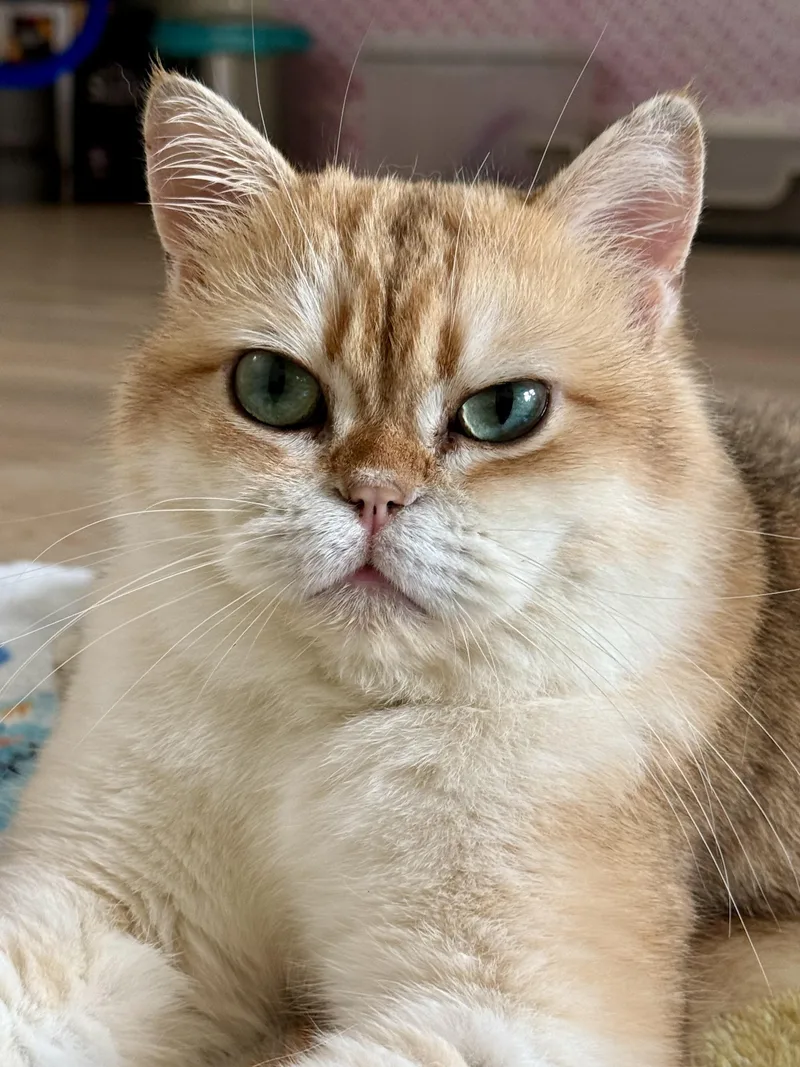 Nigel thumbnail 2