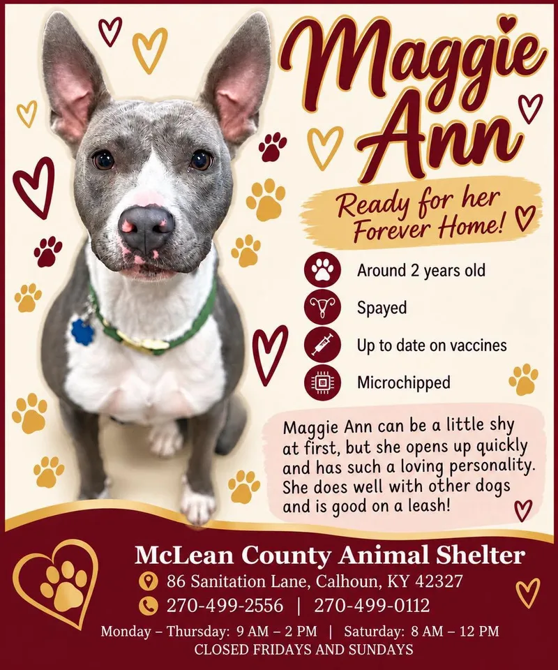 An adult medium-sized female Gray / Blue / Silver Mixed Breed dog named Maggie Ann for adoption in Calhoun, KY