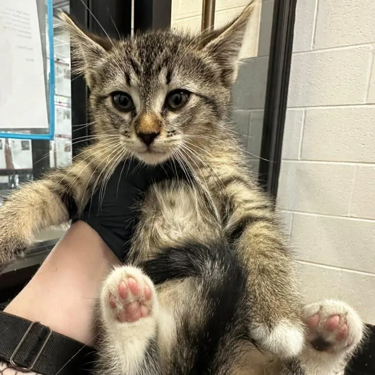 A baby small-sized male Brown / Chocolate Domestic Short Hair cat named Bourbon for adoption in Gadsden, AL