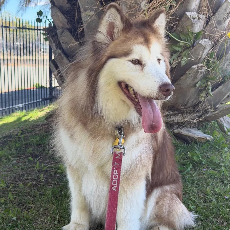 An adult medium-sized female Red / Chestnut / Orange Alaskan Malamute dog named Ember for adoption in Point Richmond, CA