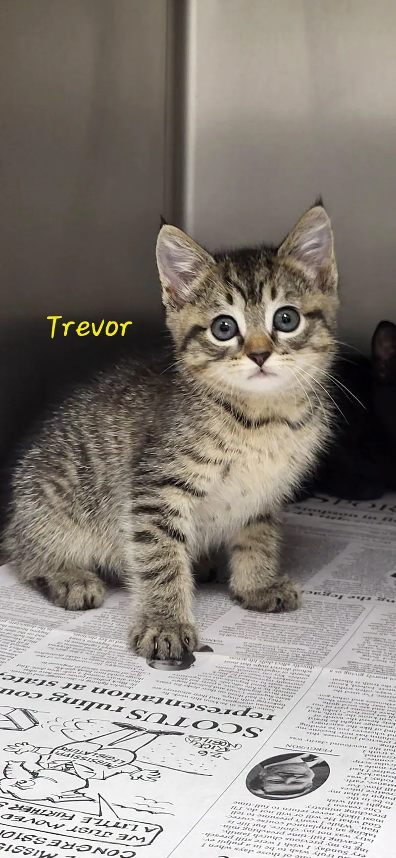 A baby medium-sized male Tabby (Gray / Blue / Silver) Domestic Short Hair cat named Trevor for adoption in Marion, MS