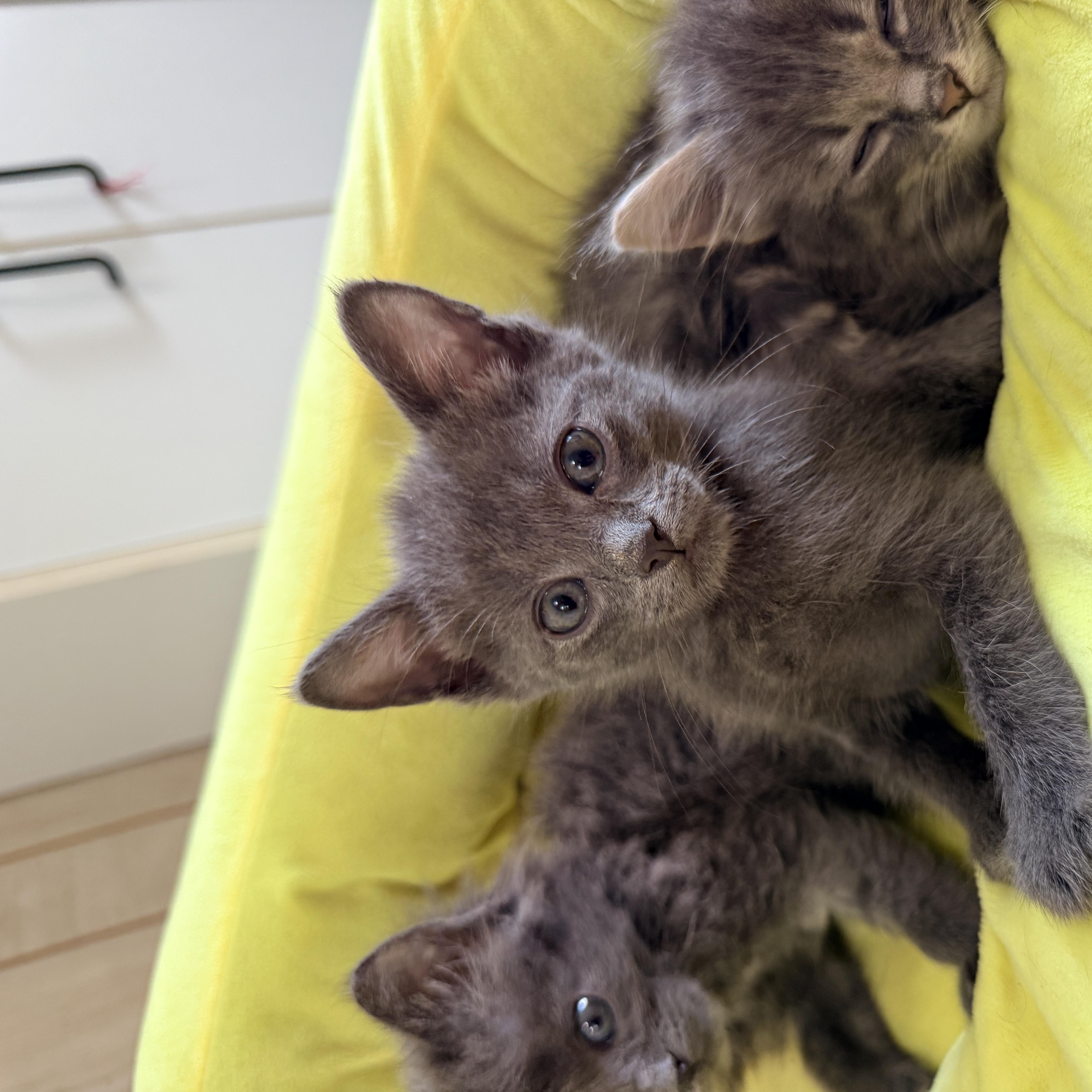 A baby small-sized male Gray & White Domestic Short Hair cat named Kuro for adoption in Columbia, MD