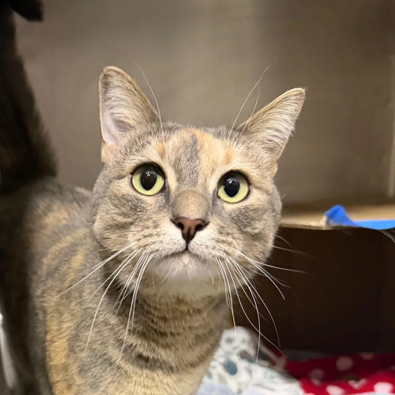 An adult large-sized female Torbie Domestic Short Hair cat named Sadie for adoption in West Olive, MI