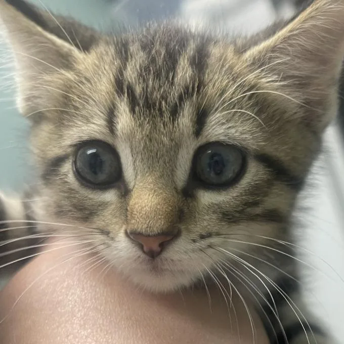 A baby small-sized male Gray / Blue / Silver Domestic Short Hair cat named Durango for adoption in Shawnee, KS