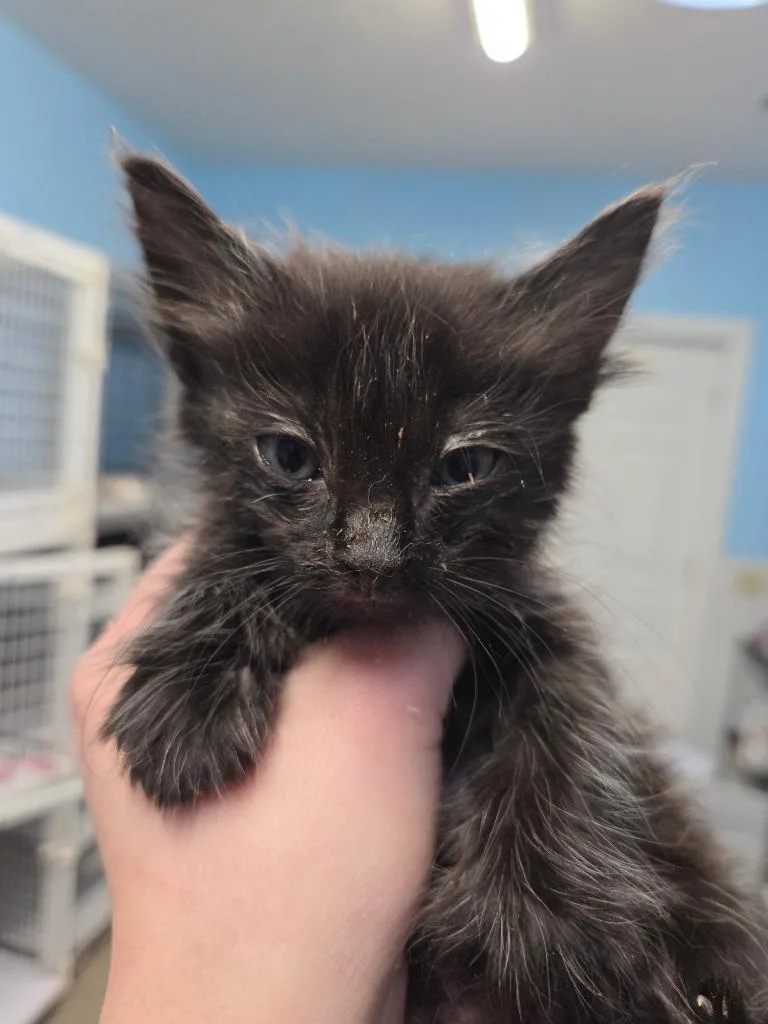 Floras